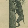 Собака-акробат на дереве 1898г.